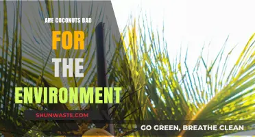 Coconuts and the Environment: Uncovering the Hidden Ecological Impact