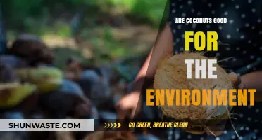 Coconuts and Sustainability: Eco-Friendly Benefits or Environmental Concern?