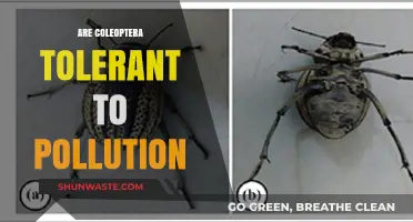Coleoptera: Pollution-Tolerant Insects?