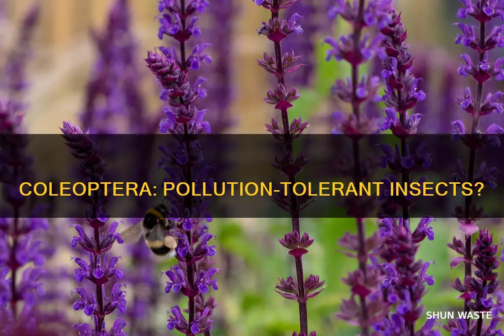 are coleoptera tolerant to pollution