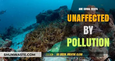 Coral Reefs: Pollution's Impact and Resilience