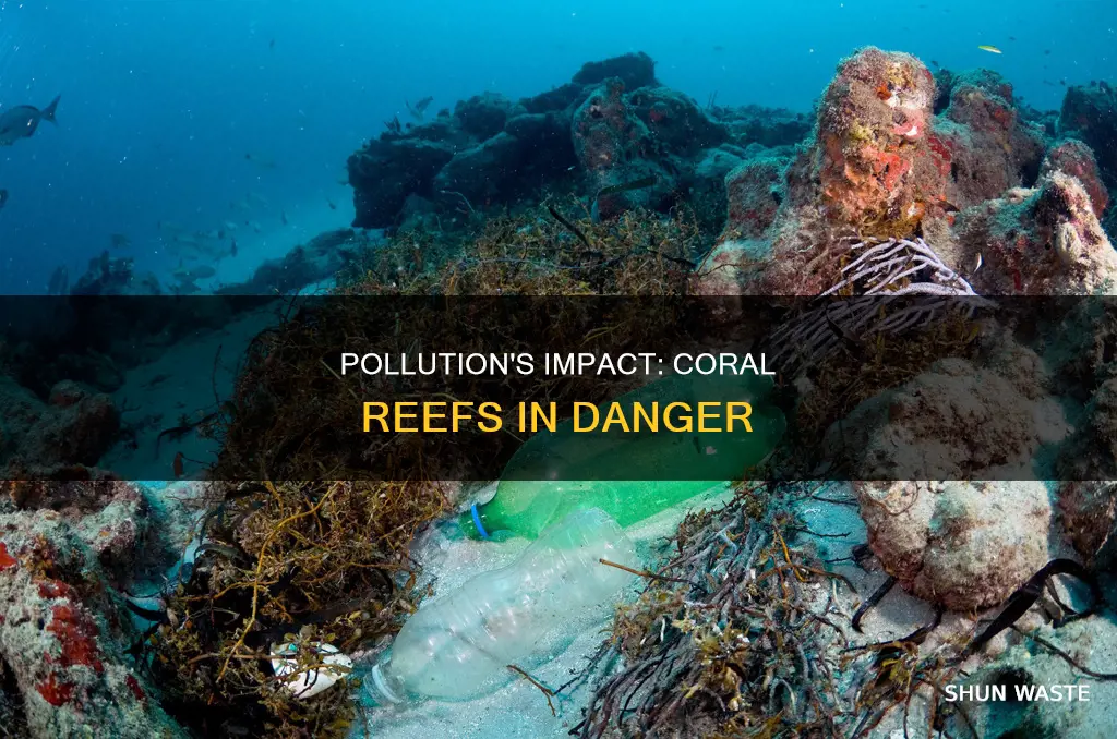 are corral reefs afected by pollution