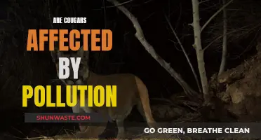 Cougars Under Threat: Impact of Pollution on Big Cats