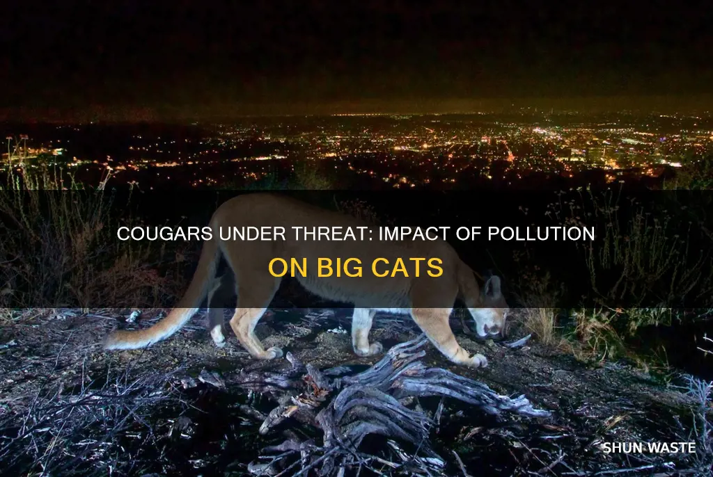 are cougars affected by pollution