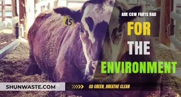Cow Emissions: Unraveling the Environmental Impact of Bovine Flatulence