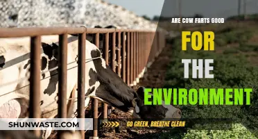 Cow Farts and Climate: Unraveling the Environmental Impact of Cattle