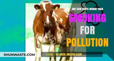 Cow Farts vs Smoking: Which is the Deadlier Polluter?