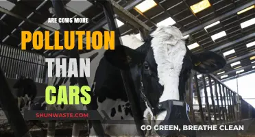 Cows vs Cars: Who's the Real Polluter?