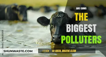 Cows: Climate Change's Biggest Culprit?