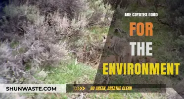 Coyotes' Ecological Role: Balancing Nature's Ecosystem for a Healthier Environment