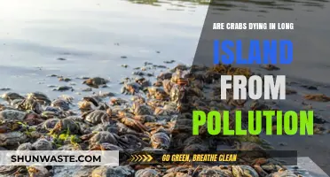 Crabs in Crisis: Pollution's Deadly Toll on Long Island's Crabs