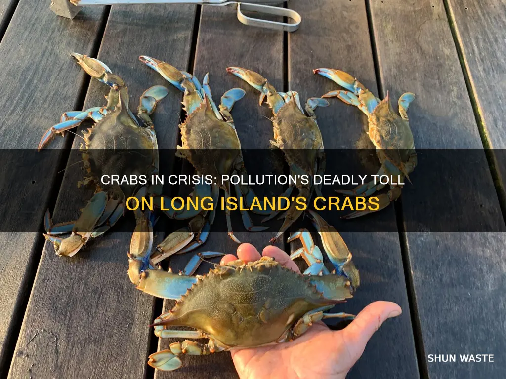 are crabs dying in long island from pollution