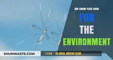 Crane Flies: Environmental Allies or Just Harmless Buzzers?