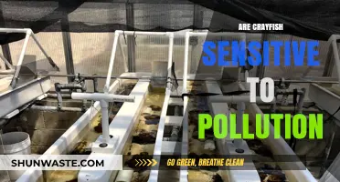 Crayfish: Pollution's Canary in the Coal Mine?