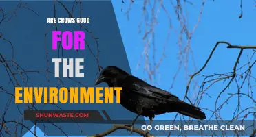 Crows: Eco-Friendly Allies or Misunderstood Environmental Contributors?