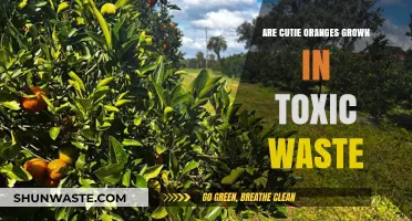 Are Cutie Oranges Grown in Toxic Waste? Uncovering the Truth