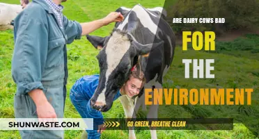Dairy Cows' Environmental Impact: Sustainable or Harmful for Our Planet?
