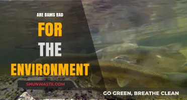 Dams' Environmental Impact: Balancing Benefits and Ecological Consequences