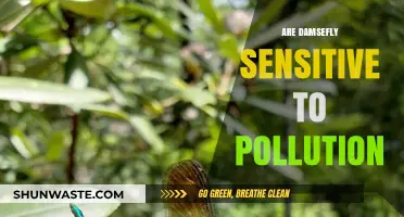 Damsefly: Pollution's Canary in the Coal Mine?