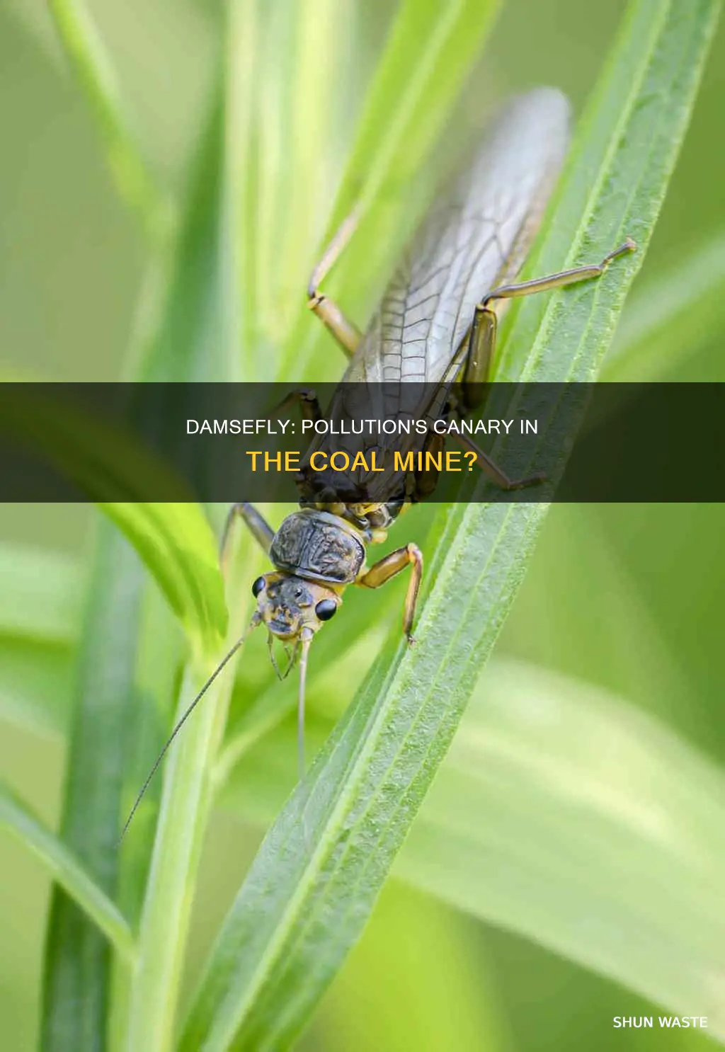 are damsefly sensitive to pollution