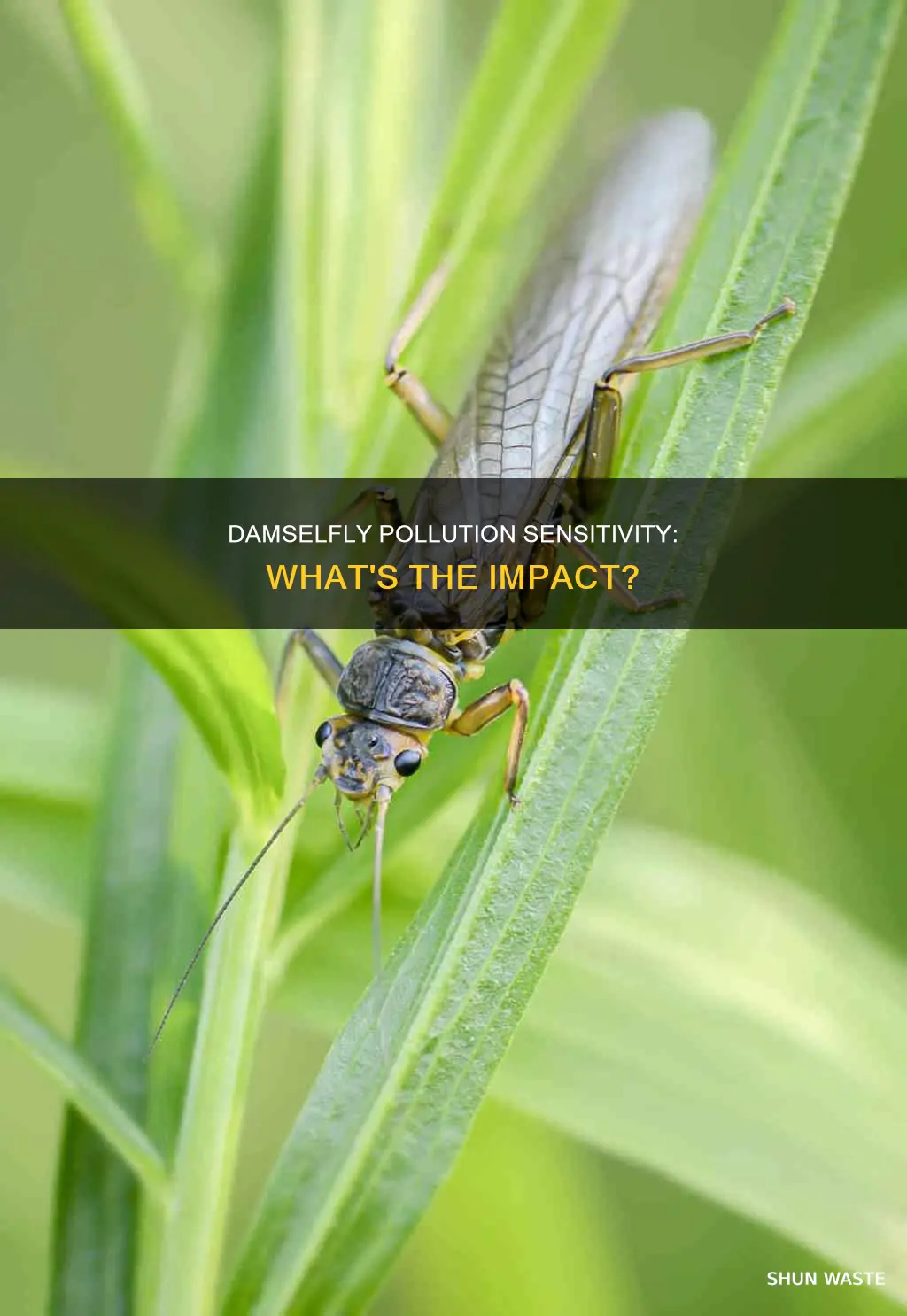 are damselfly sensitive to pollution