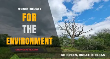 Dead Trees: Unseen Environmental Benefits and Ecosystem Contributions Explained