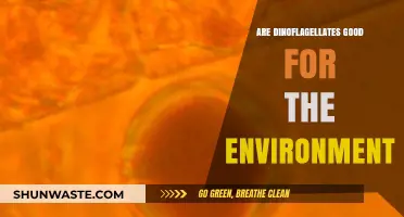 Dinoflagellates' Environmental Impact: Beneficial or Harmful for Ecosystems?
