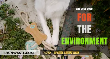 Dogs and Eco-Impact: Are Our Canine Companions Environmentally Friendly?