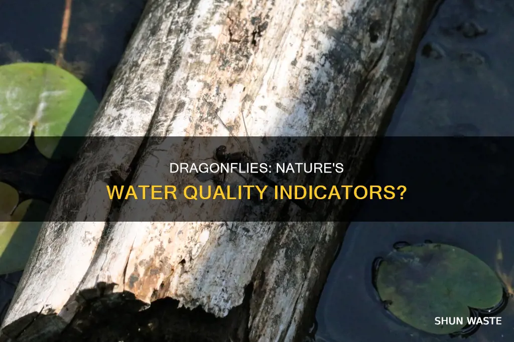 are dragon flies indicator of polluted water