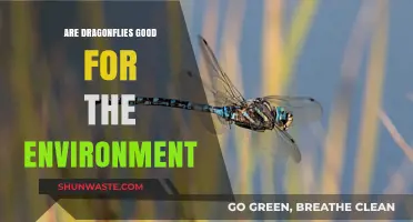 Dragonflies: Eco-Friendly Predators Boosting Biodiversity and Ecosystem Health