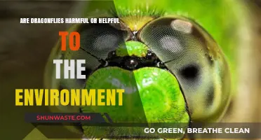 Dragonflies: Environmental Allies or Harmless Insects? Exploring Their Role