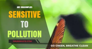Dragonflies: Pollution Sensitivity and Habitat Health
