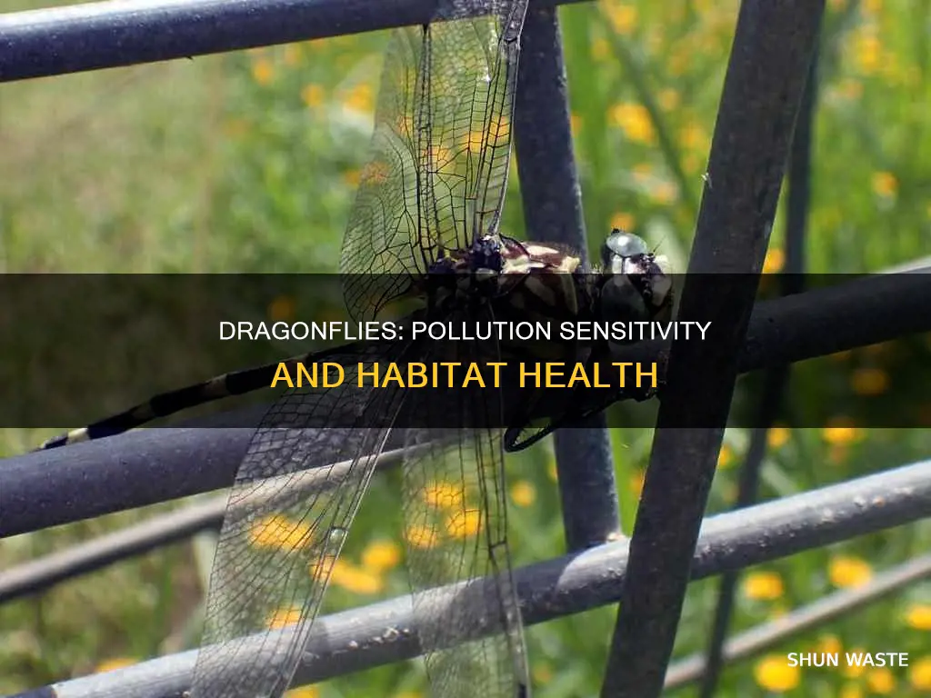 are dragonflies sensitive to pollution