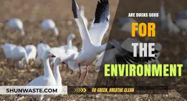 Ducks' Environmental Impact: Beneficial or Not? Exploring Their Role