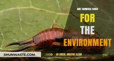 Earwigs' Ecological Role: Beneficial Bugs or Garden Pests?