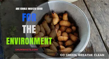 Edible Insects: Eco-Friendly Superfood or Just a Buzz?