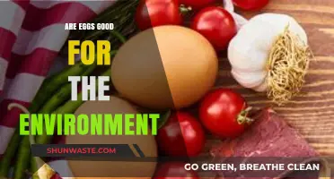 Eggs and Eco-Impact: Balancing Nutrition with Environmental Sustainability