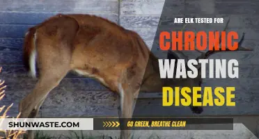 Are Elk Tested for Chronic Wasting Disease? What You Need to Know