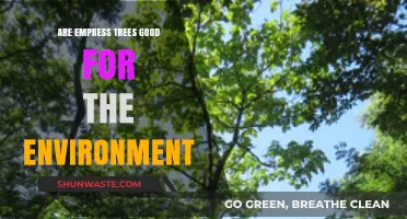 Empress Trees: Environmental Benefits or Ecological Concerns Explored