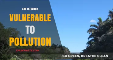 Estuaries: Pollution's Impact and Vulnerability