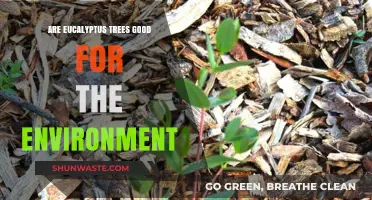 Environmental Benefits of Eucalyptus Trees: A Sustainable Choice or Not?