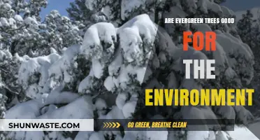 Evergreen Trees: Environmental Benefits and Their Role in Sustainability