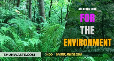 Ferns' Environmental Impact: Benefits, Biodiversity, and Ecosystem Support Explained