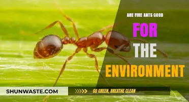 Fire Ants: Environmental Allies or Ecosystem Disruptors?