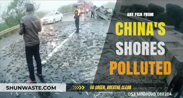 Are Chinese Fish Safe to Eat?
