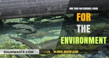 Fish Hatcheries: Environmental Boon or Ecological Disruption?