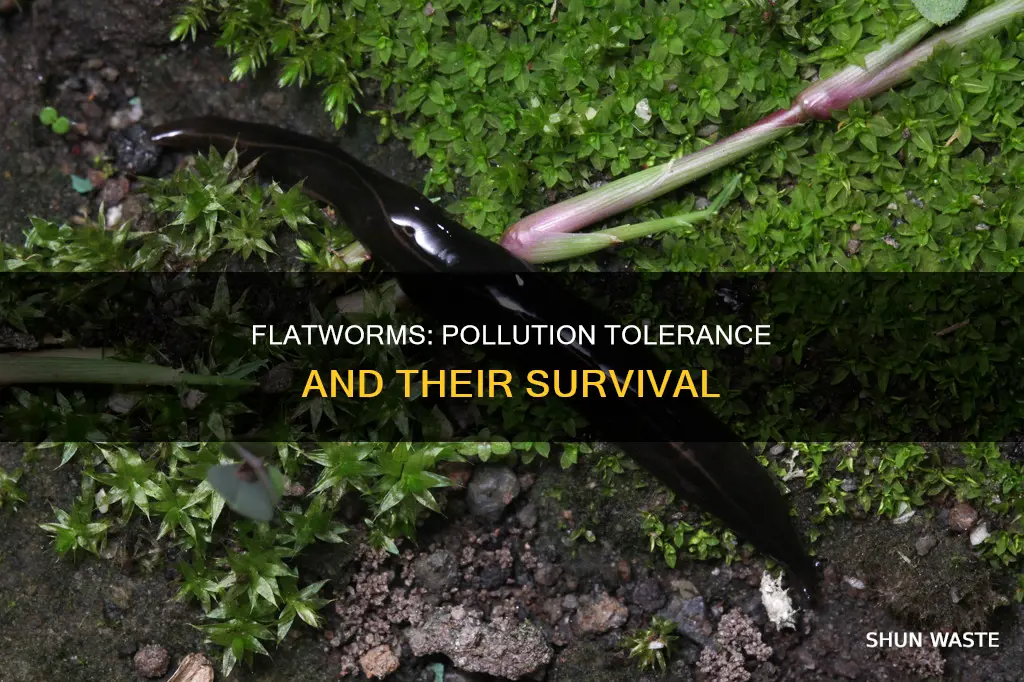 are flatworms pollution tolerant