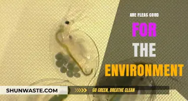 Fleas' Ecological Role: Beneficial or Detrimental to Our Environment?