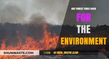 Forest Fires: Environmental Disaster or Nature's Renewal Mechanism?