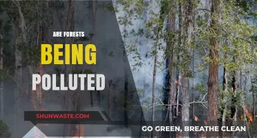 Forests: Pollution's Next Victims?